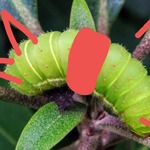 Bruchi assatanati